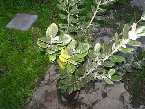 Фейхоа свойства