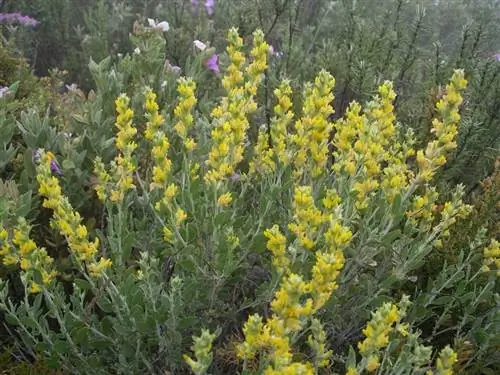 Захаренья и ее лечебные свойства