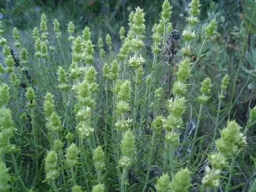 Сидерит узколистный