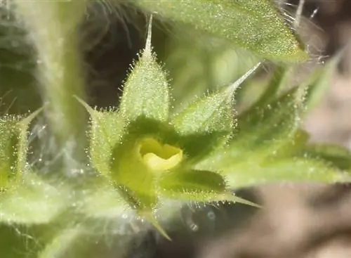 Деталь цветка захареньи