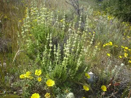Захаренья (Sideritis angustifolia)