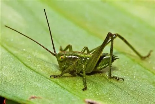 сверчок на листе