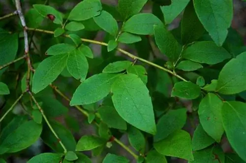 Листья Vaccinium corymbosum