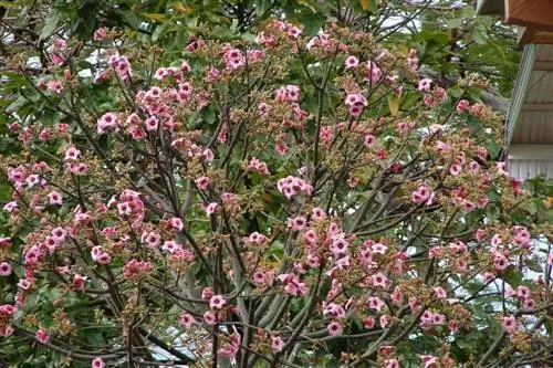 Брахихитон обесцвеченный цветок