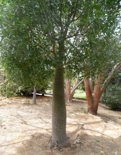 обесцвечивание брахихитона