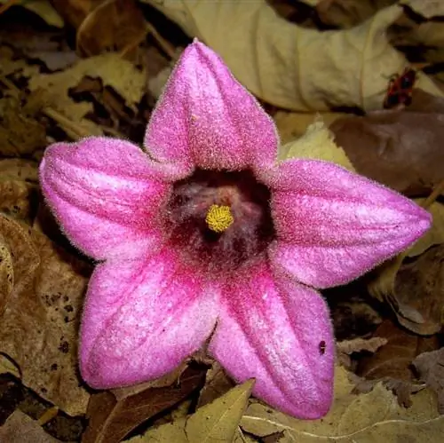 Брахихитон обесцвеченный цветок