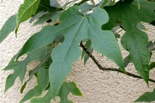 Брахихитон обесцвечивает листья