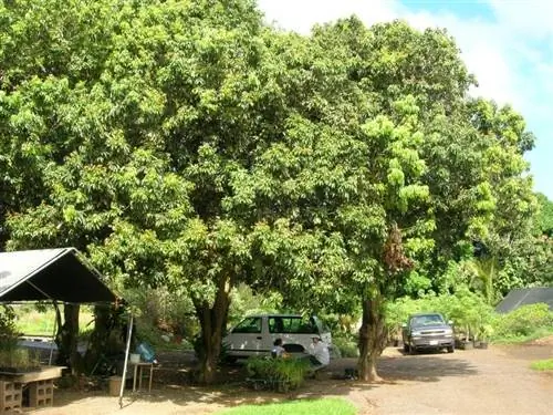 Вид взрослого экземпляра личи