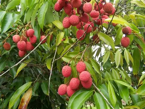 Личи (Litchi chinensis)