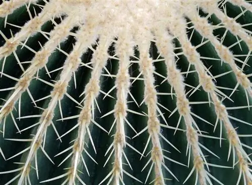 Кактус вида Echinocactus grusonii