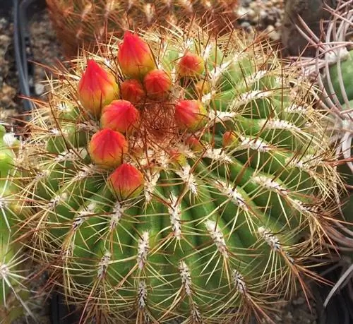 перуанский ороя