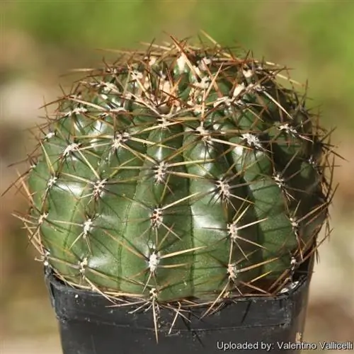 перуанский ороя