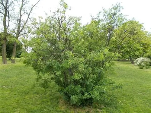 карагана древовидная