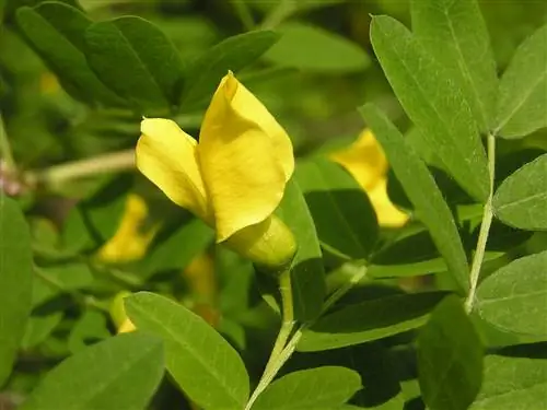Акация русская (Caragana arborescens)