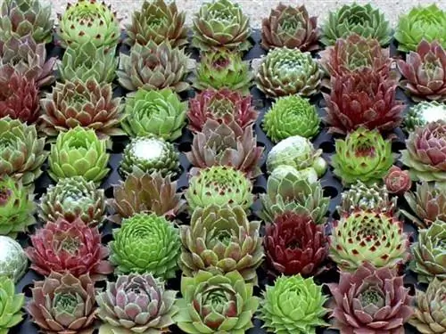 сорта бессмертника