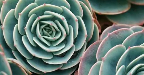 вечнозеленое растение