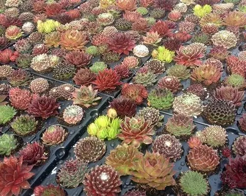 Лечебные свойства