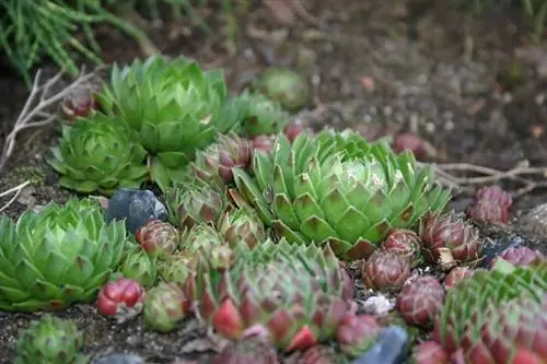 Вечное растение (Sempervivum)