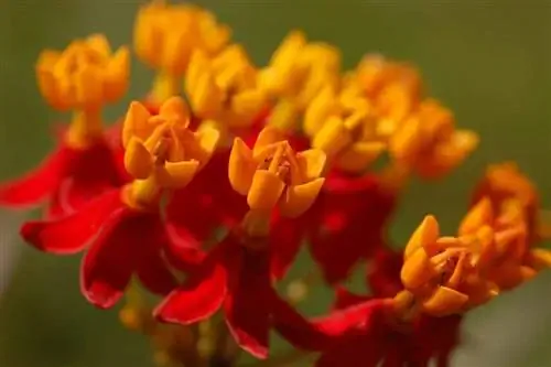 Цветы Asclepias curassavica