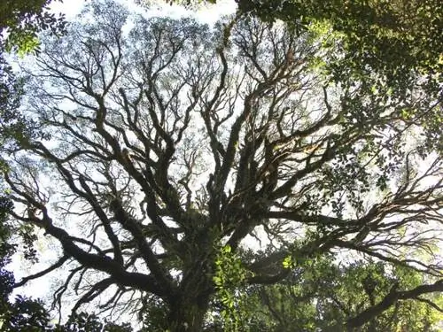 Вид на дерево Acacia melanoxylon
