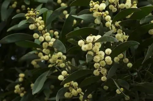 Лжеакация (Acacia melanoxylon)