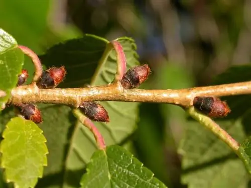 Ulmus pumila (вяз сибирский) родом из Сибири.