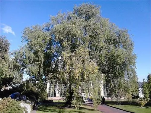 Ulmus pumila или вяз сибирский - листопадное дерево, очень устойчивое к холоду.