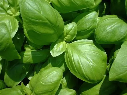 Алфавитный (Ocimum basilicum)