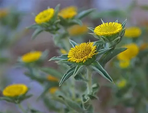 Кастаньета (Pallenis spinosa)