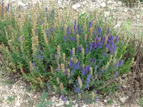 Вид на растение Lavandula latifolia