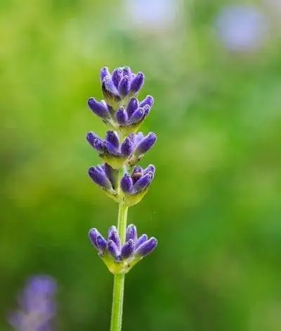 Цветок Lavandula latifolia сиреневого цвета.