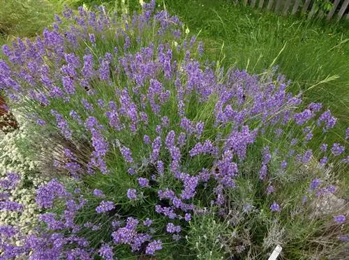 Лаванда (Lavandula latifolia)