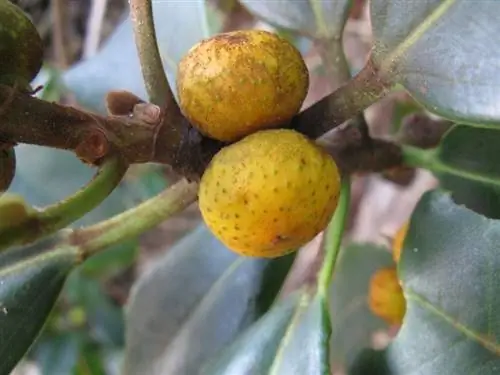 Плоды Ficus rubiginosa или australis