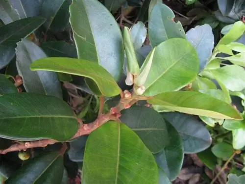 Листья Ficus rubiginosa или australis