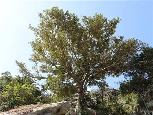 Фикус австралийский (Ficus rubiginosa)