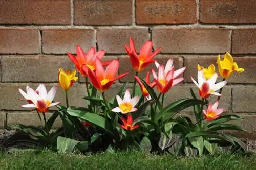 луковичные цветы