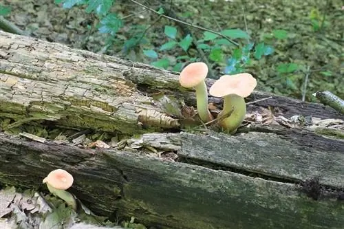 Характеристики Pleurotus eryngii