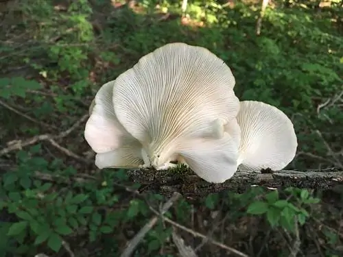Вешенка (Pleurotus eryngii)