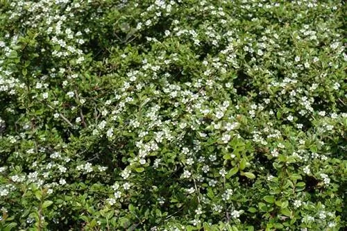 Побеги кизильника горизонтального