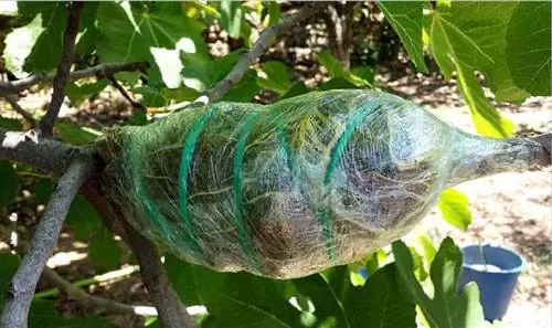 Размножение отводками рекомендуется растениям с одеревеневшими и гибкими стеблями.