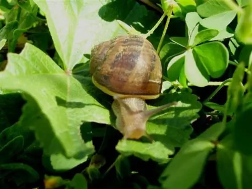 Улитки могут съесть эспаньолку