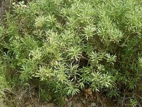 Вид на растение Globularia salicina