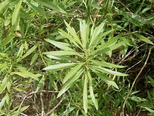 Растение Globularia salicina