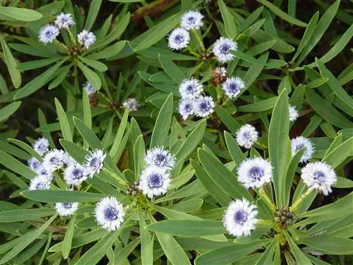 Птичий язык (Globularia salicina)