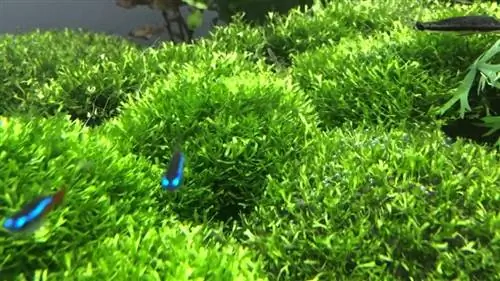 Ричча (Riccia fluitans)