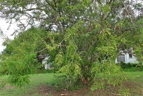 Индийский крыжовник