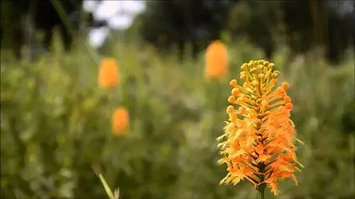 В сосновых лесах, редколесьях и влажных лугах США растет эта красивая и редкая крупная орхидея.