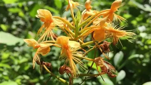 Palanthera ciliaris - многолетнее или эпифитное растение.