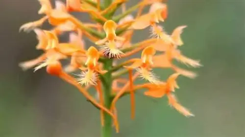 Советы, как насладиться Palanthera ciliaris