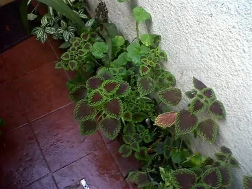 кретон в помещении